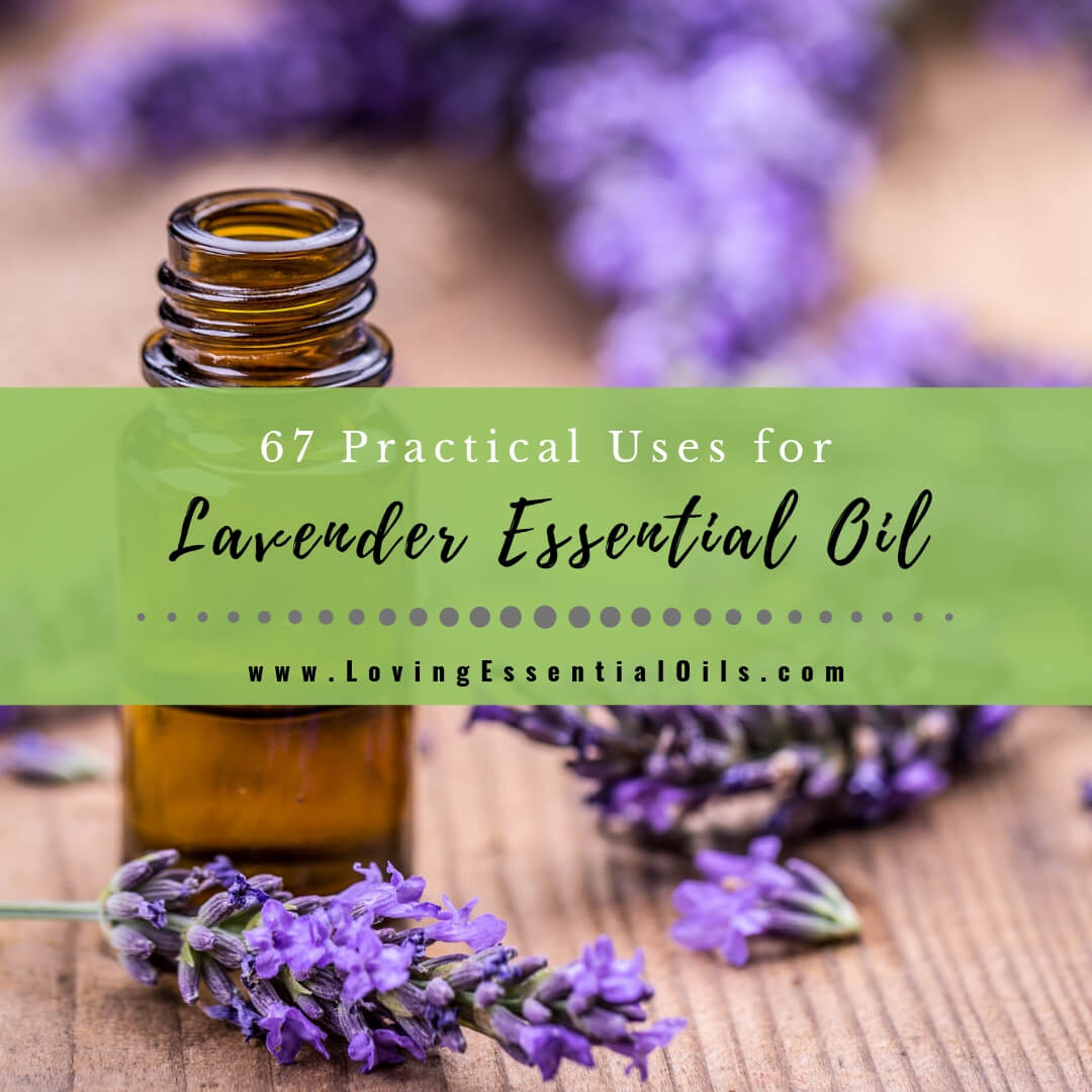 67 Practical Uses for Lavender Essential Oil by Loving Essential Oils