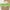 Babassu Oil Benefits for Skin with Recipes - Carrier Oil Spotlight by Loving Essential Oils