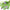 Balm Mint Bush Essential Oil Recipes, Uses and Benefits by Loving Essential Oils