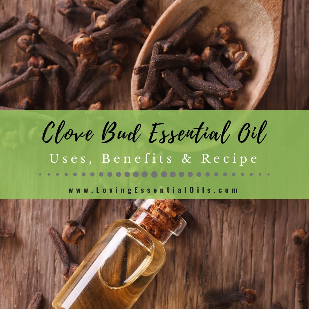 Clove Essential Oil Uses, Benefits & Recipes - EO Spotlight by Loving Essential Oils