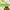 DIY Essential Oil Hair Serum Recipe For Dry, Damaged or Frizzy Hair by Loving Essential Oils