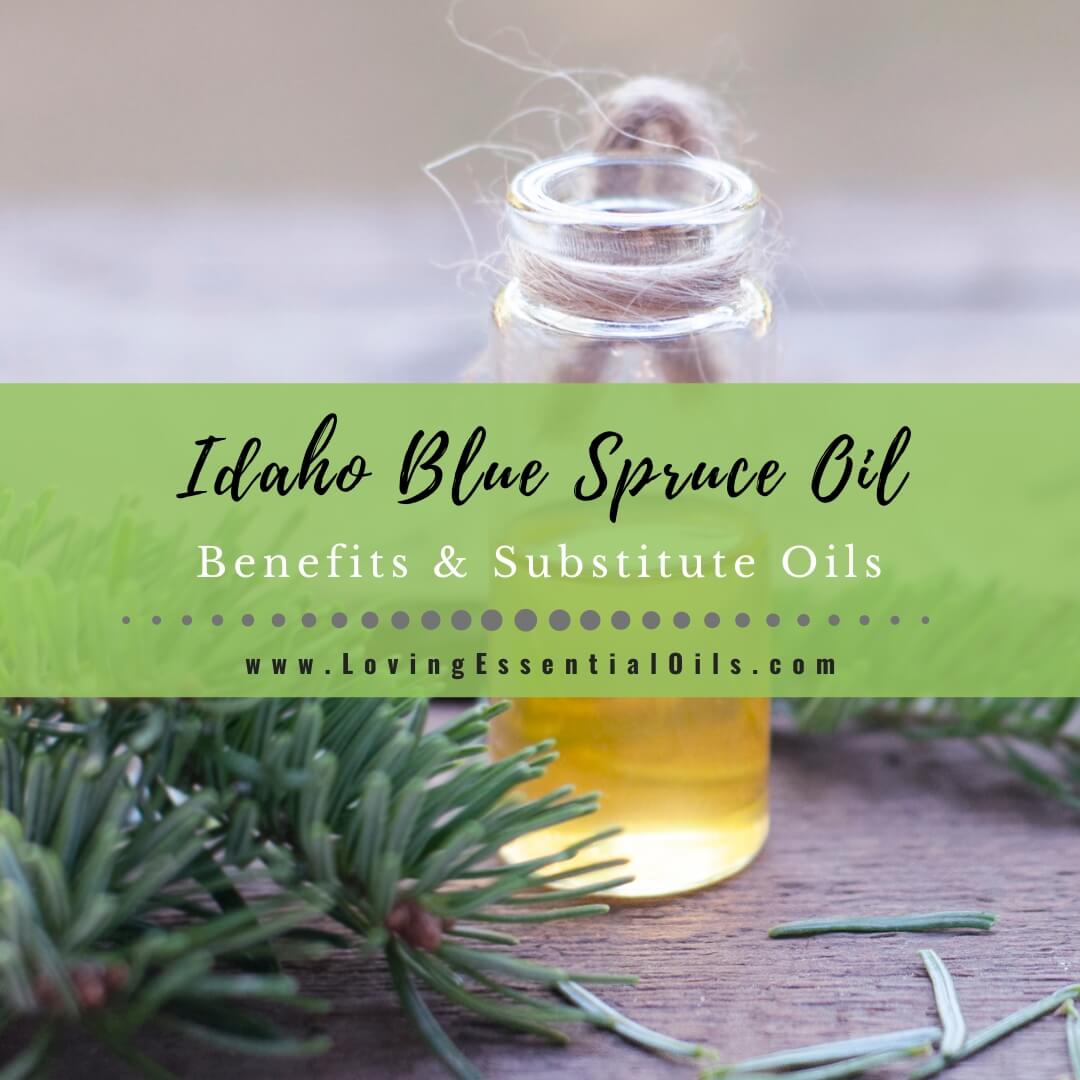 Top 5 Idaho Blue Spruce Essential Oil Benefits and Substitute Oils by Loving Essential Oils