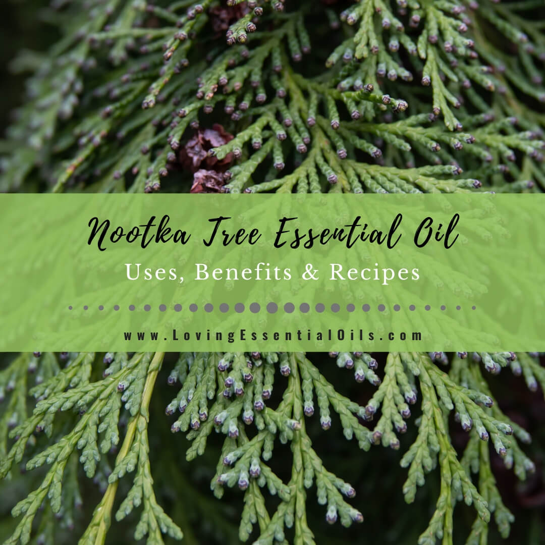 Nootka Tree Essential Oil Benefits, Uses and Recipes - EO Spotlight by Loving Essential Oils