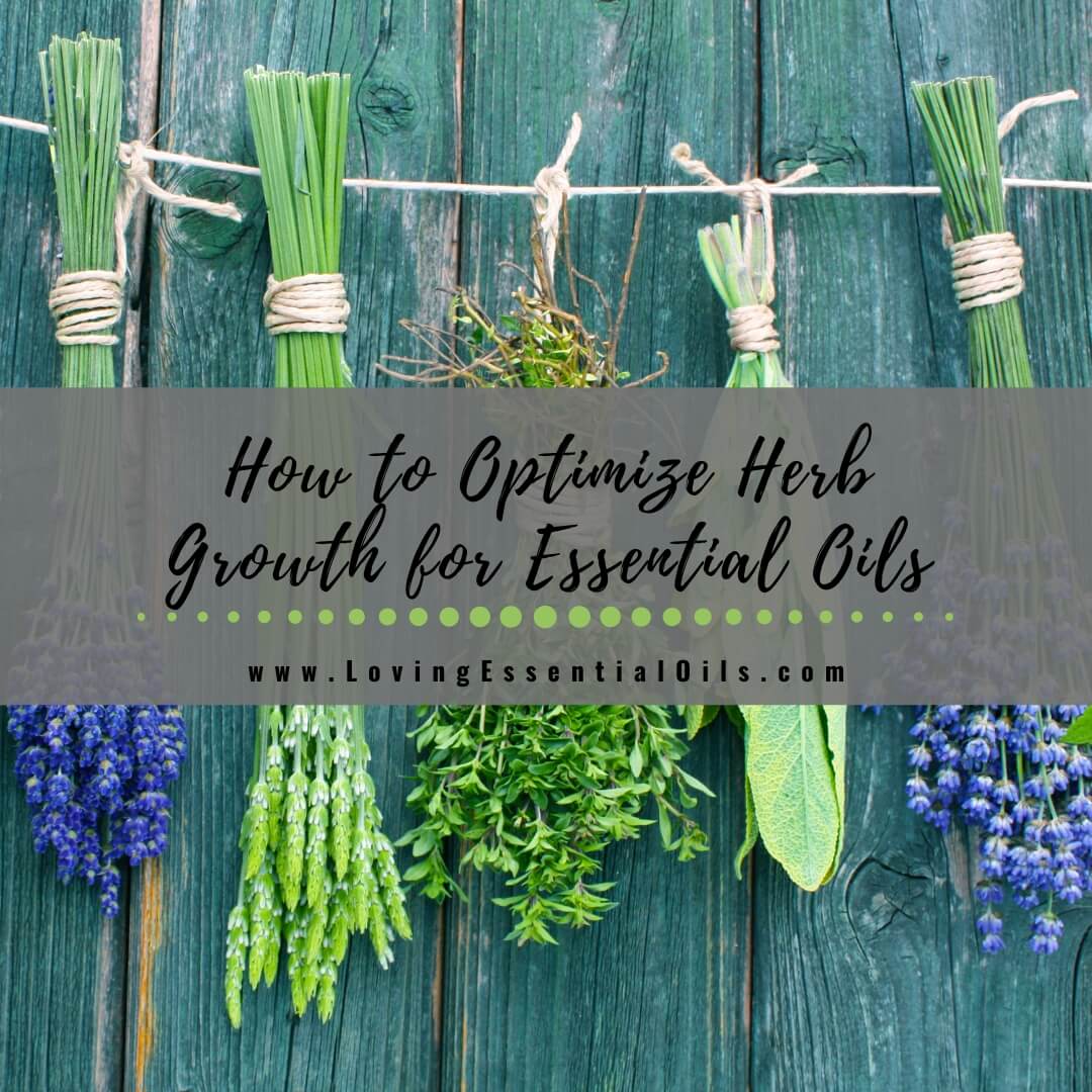 How to Optimize Herb Growth for High-Quality Essential Oils