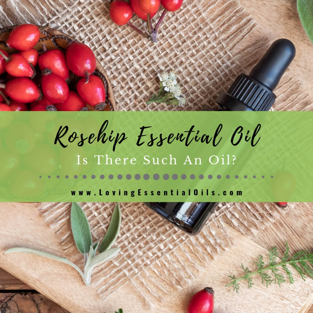 What is Rosehip Essential Oil? Is There Such An Oil? by Loving Essential Oils