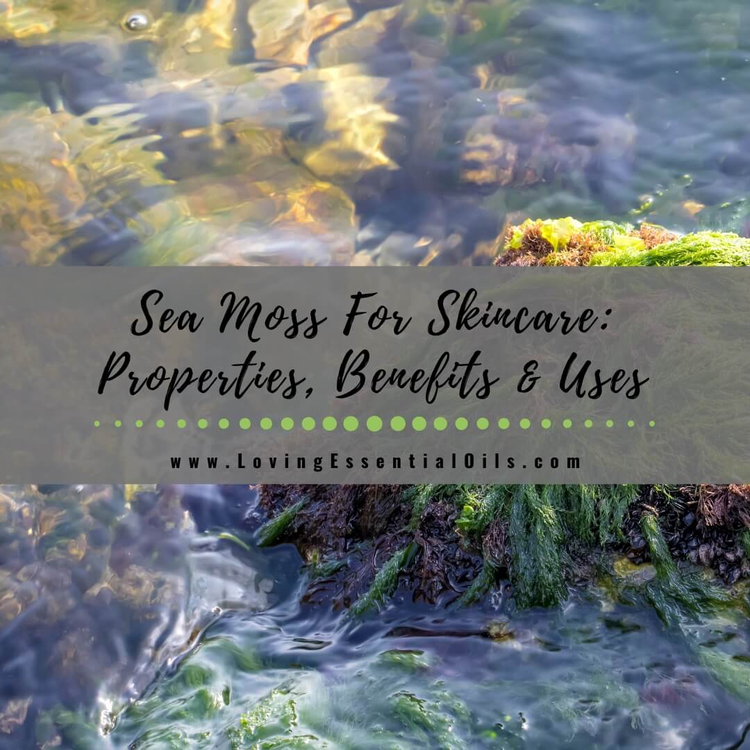 Sea Moss For Skincare: Properties, Benefits and Health Uses