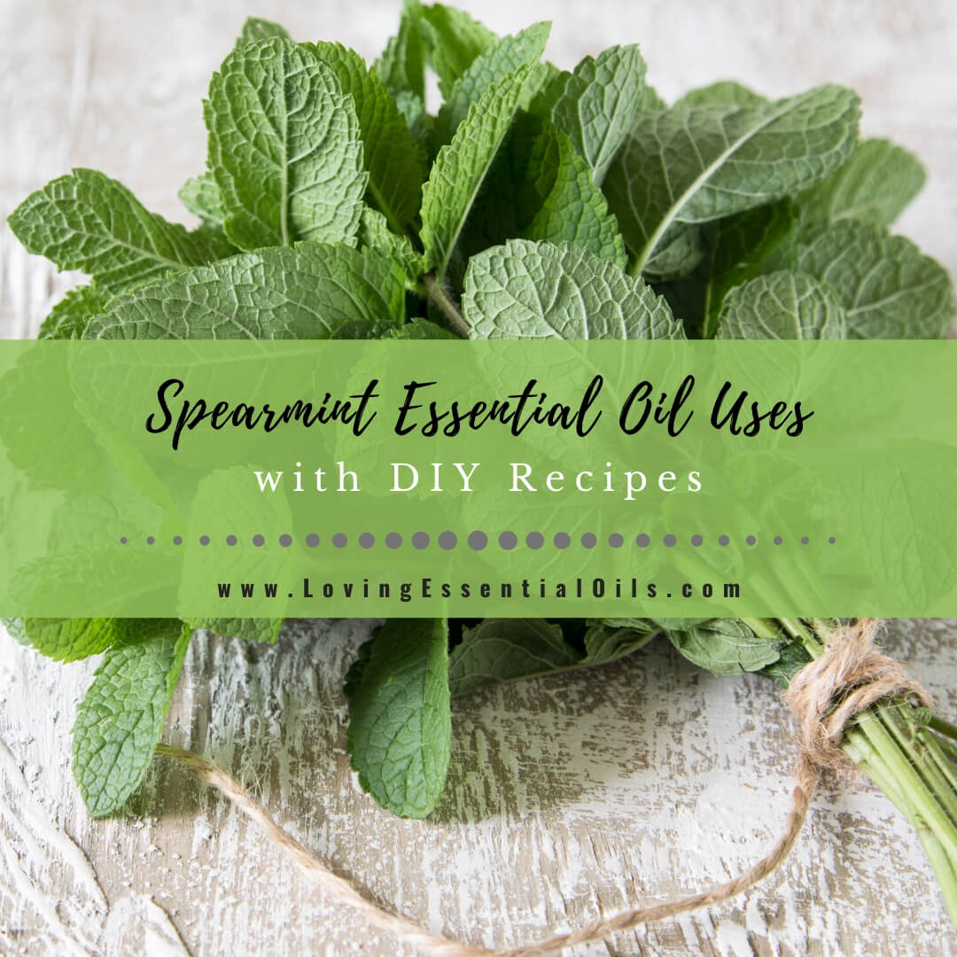 Spearmint Essential Oil Recipes, Uses and Benefits - EO Spotlight by Loving Essential Oils