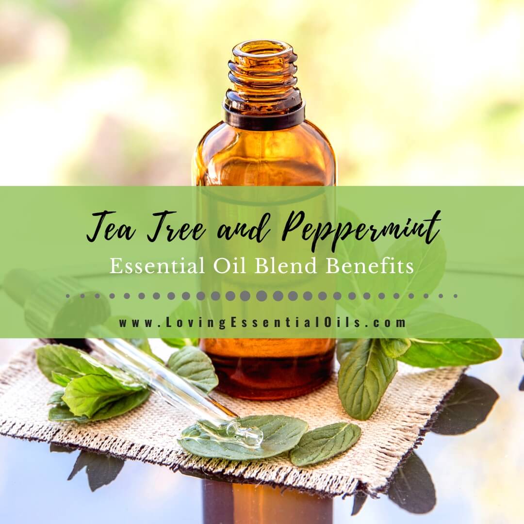 Tea Tree and Peppermint Essential Oil Blend Benefits by Loving Essential Oils