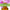 12 Germ Fighting Essential Oils with Antibacterial Diffuser Blends by Loving Essential Oils