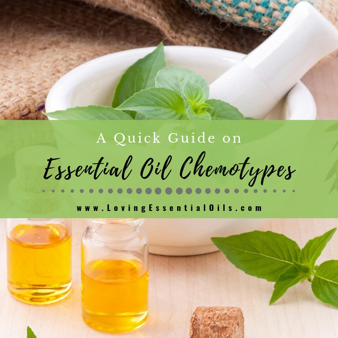 What are Essential Oil Chemotypes? - A Quick Guide by Loving Essential Oils