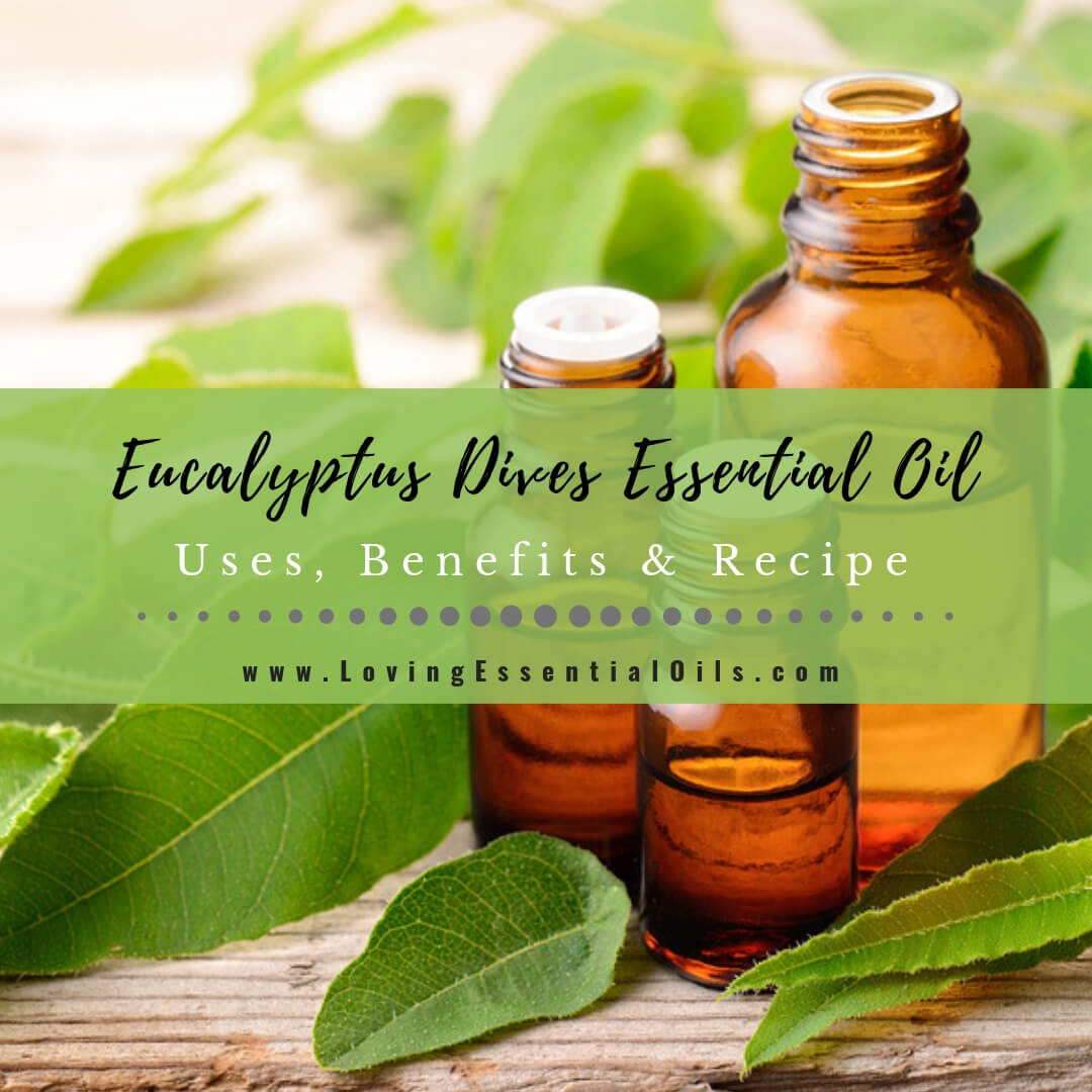Eucalyptus Dives Essential Oil Uses, Benefits and Recipes aka Peppermint Eucalyptus Spotlight by Loving Essential Oils