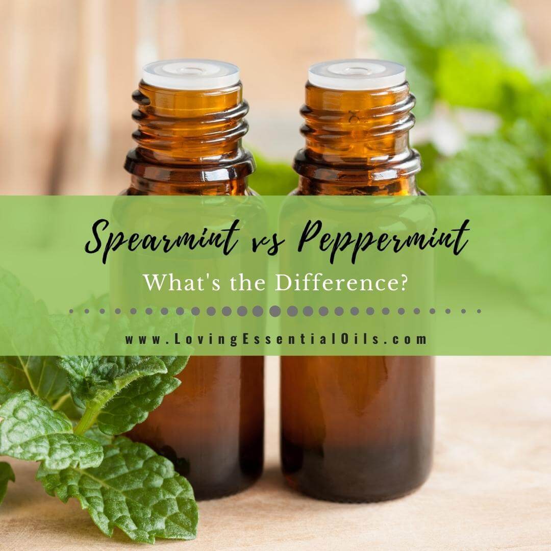 Spearmint vs Peppermint Essential Oil - What's the Difference?