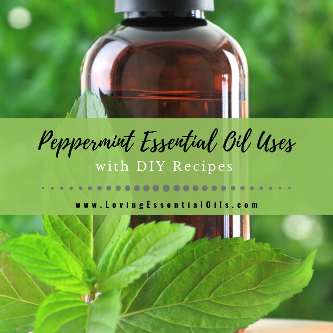 Peppermint Essential Oil Uses and Benefits with DIY Recipes by Loving Essential Oils