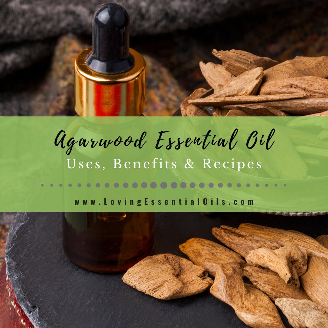 Agarwood Essential Oil Benefits and Uses (Oud Oil) - EO Spotlight by Loving Essential Oils