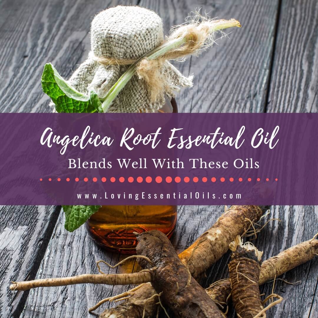 Angelica Root Blends Well With These Oils + Diffuser Blends by Loving Essential Oils