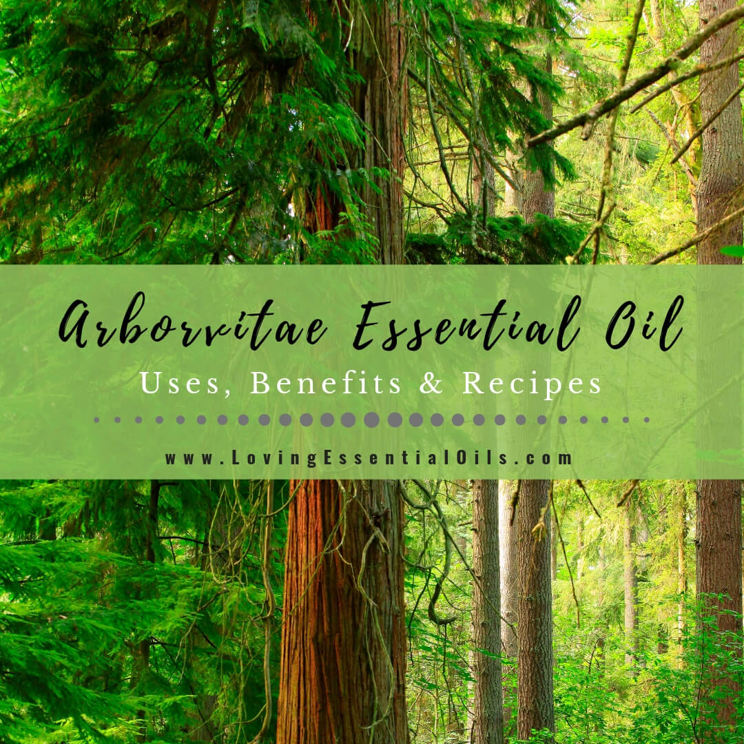 Arborvitae Essential Oil Uses, Benefits and Recipes Spotlight by Loving Essential Oils