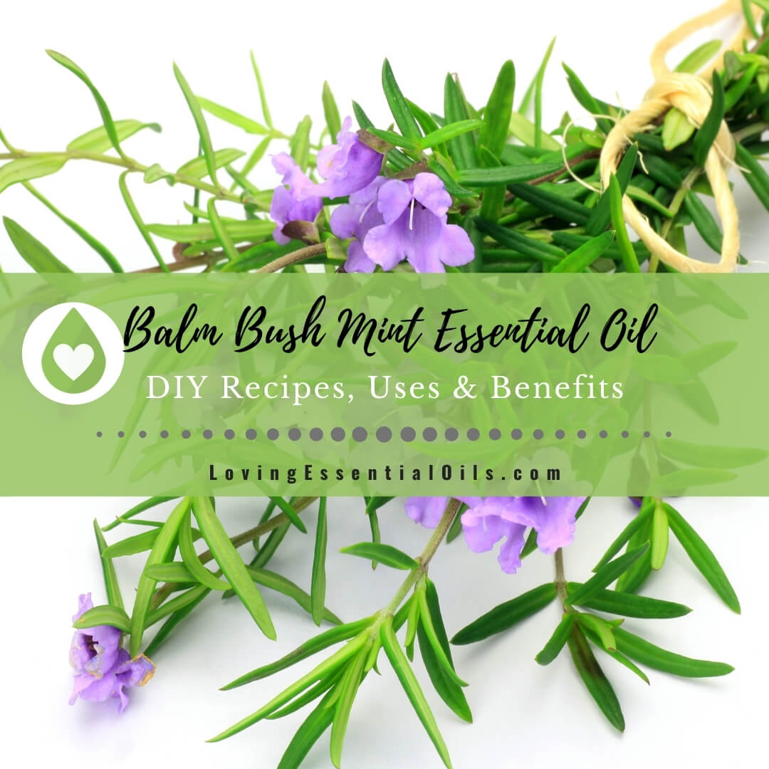 Balm Mint Bush Essential Oil Recipes, Uses and Benefits by Loving Essential Oils