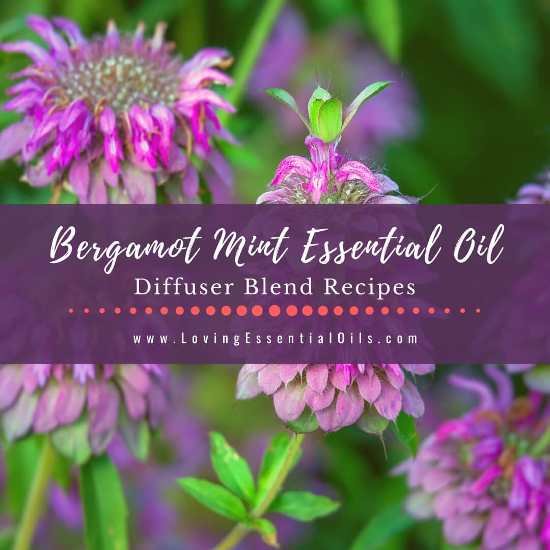 Bergamot Mint Diffuser Blends - Essential Oil Benefits & Recipes by Loving Essential Oils