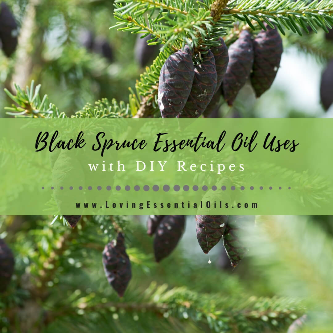 Black Spruce Essential Oil Recipes, Uses and Benefits - EO Spotlight by Loving Essential Oils