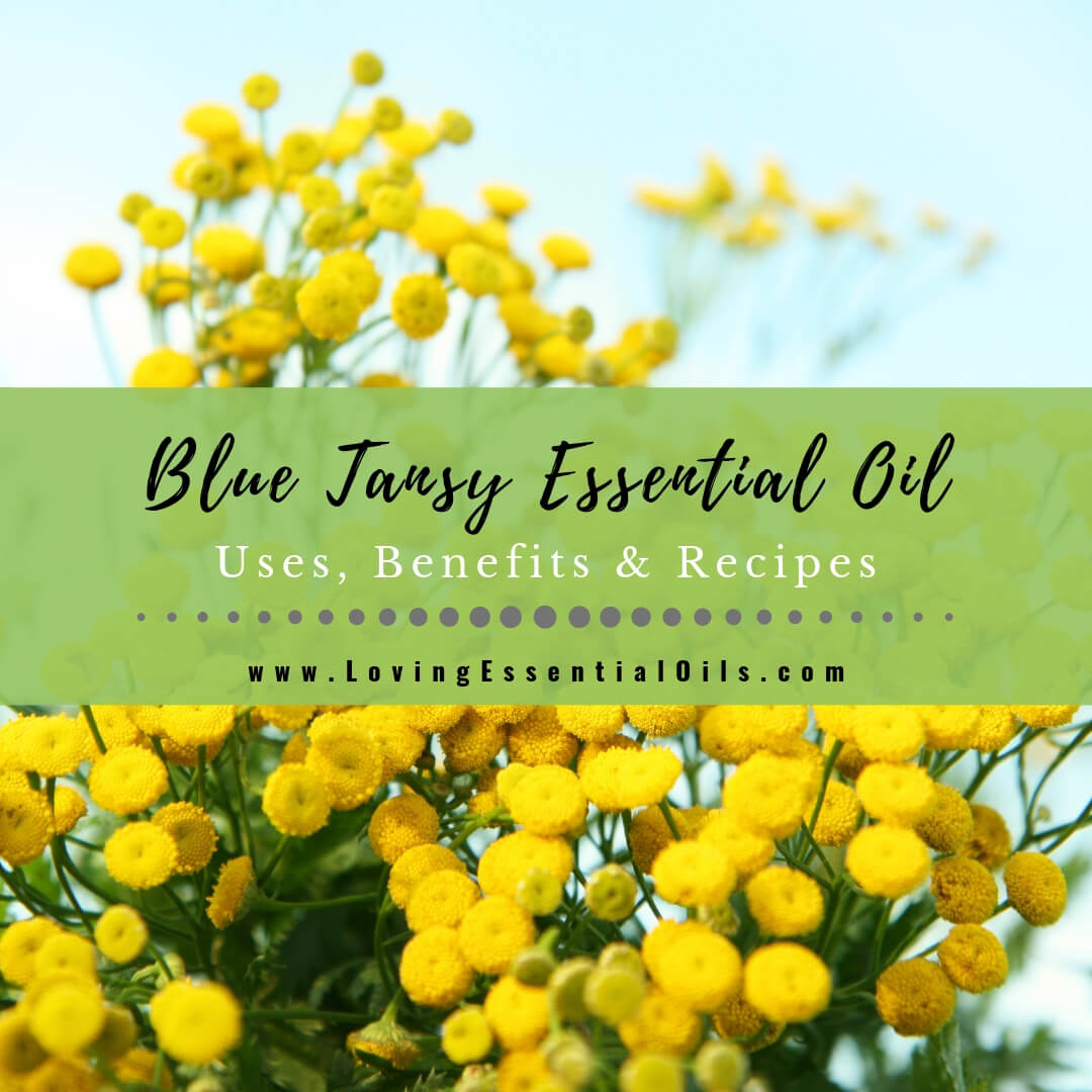 Blue Tansy Essential Oil Uses, Beneifts and Recipes Spotlight by Loving Essential Oils