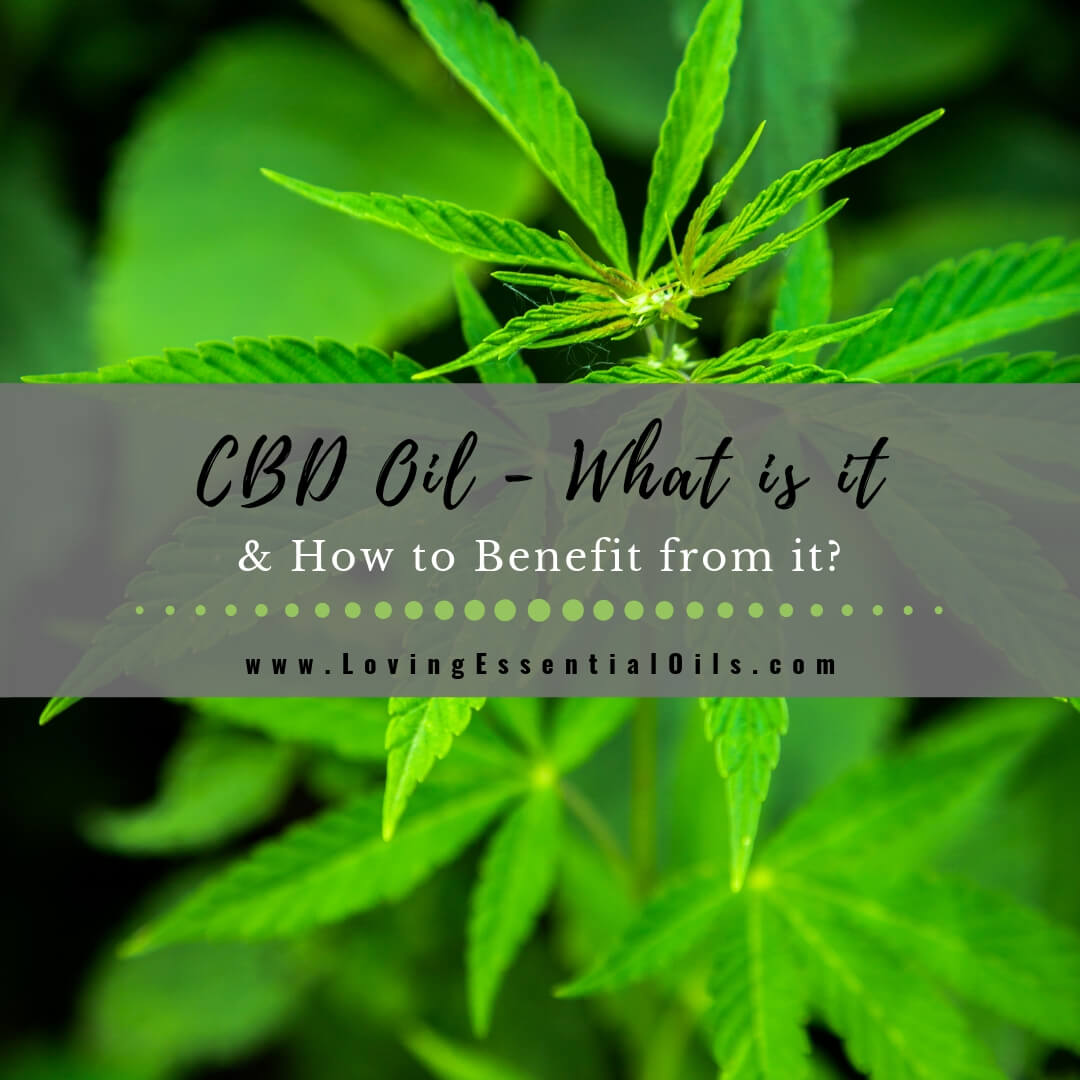 CBD Oil - What is it & How May YOU Benefit from it? by Melissa from Sweet Willow Spirit | Loving Essential Oils