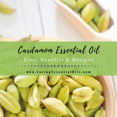 Cardamom Essential Oil Recipes, Uses and Benefits Spotlight