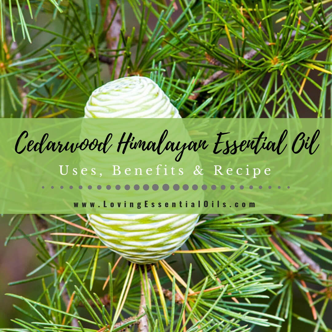 Cedarwood Himalayan Essential Oil Uses, Benefits & Recipes by Loving Essential Oils