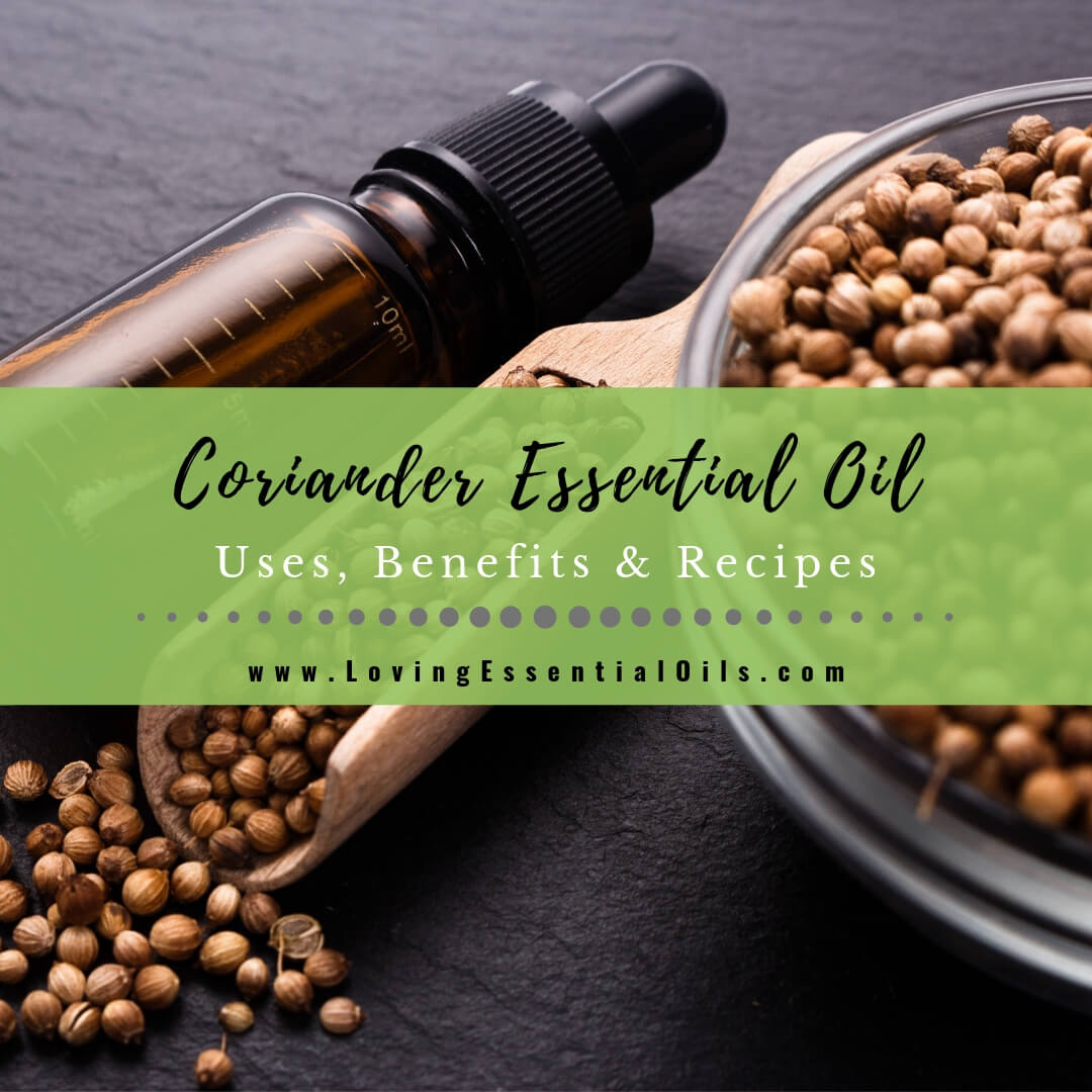 Coriander Essential Oils Uses, Benefits and Recipes - EO Spotlight by Loving Essential Oils