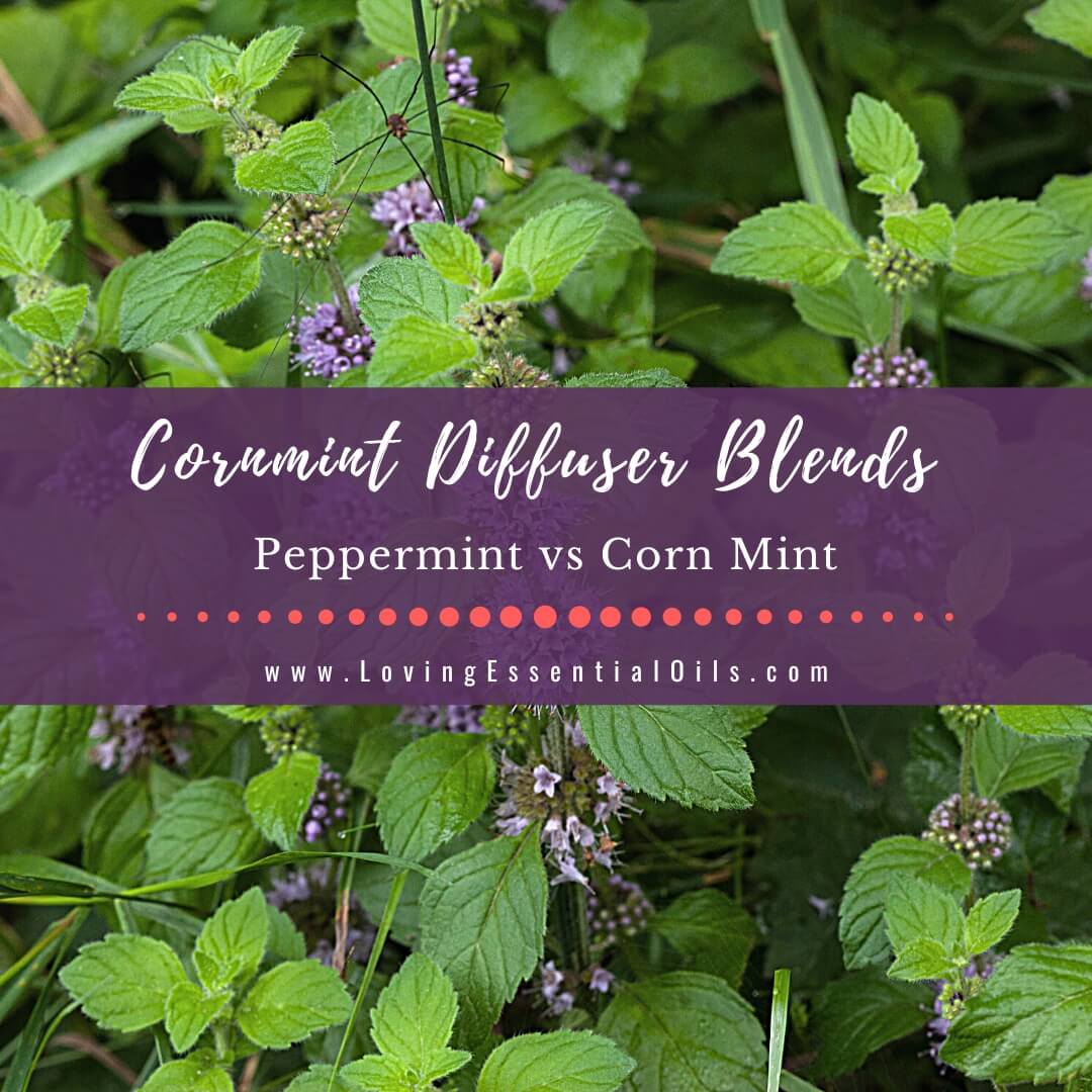 Cornmint Diffuser Blends - Peppermint vs Corn Mint & More by Loving Essential Oils