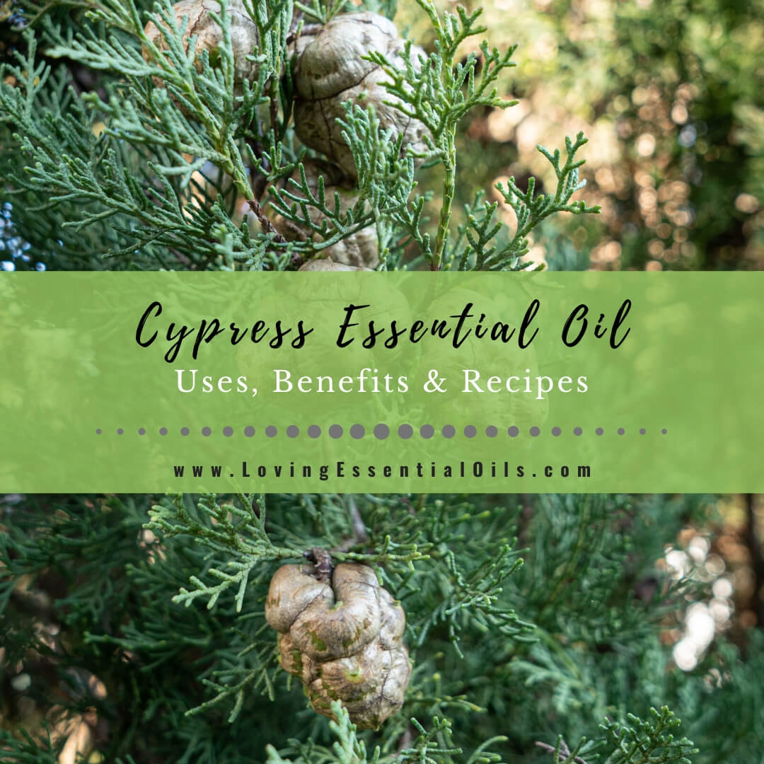 Cypress Essential Oil Recipes, Uses and Benefits Spotlight by Loving Essential Oils