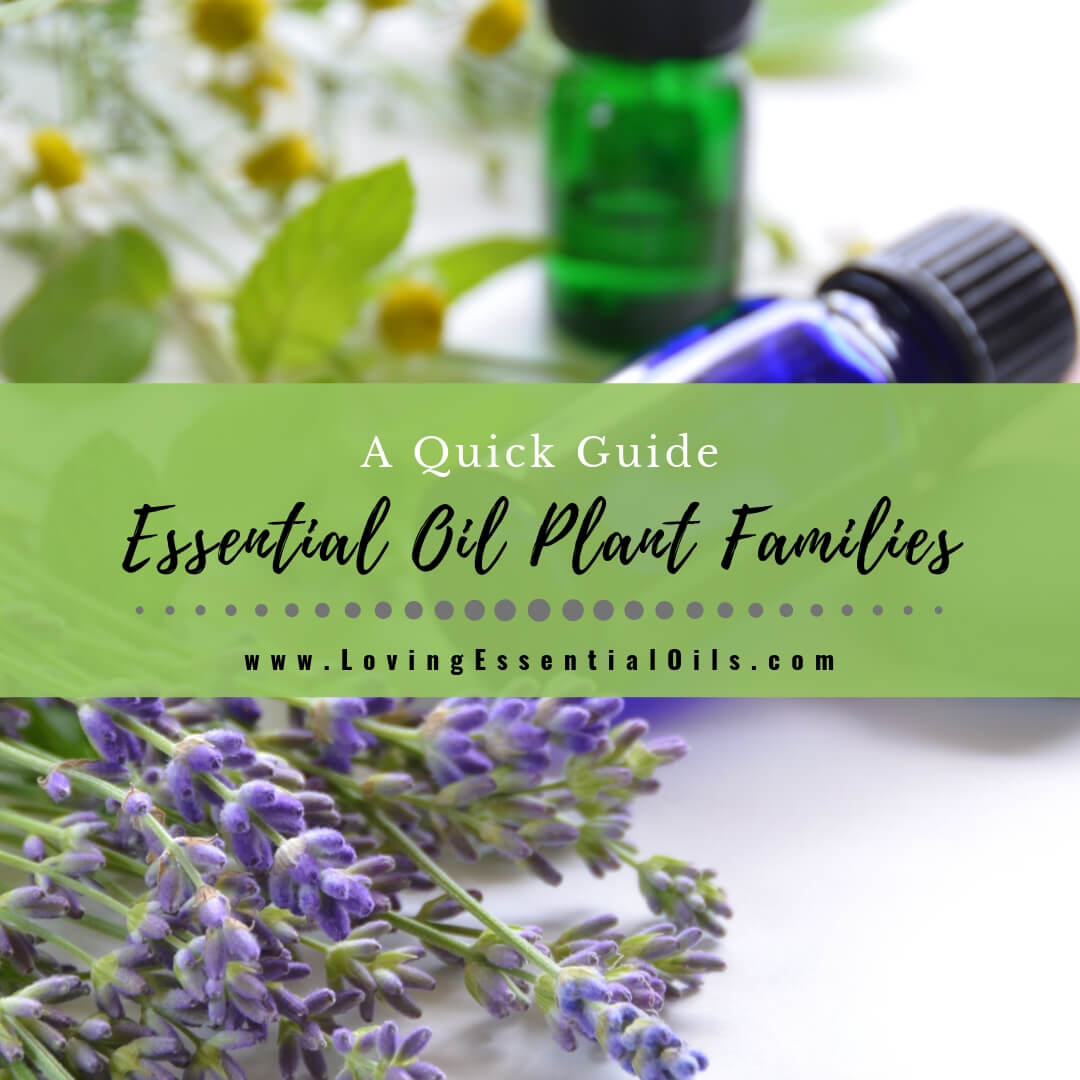 Essential Oil Plant Families - A Quick Guide with Cheat Sheets by Loving Essential Oils