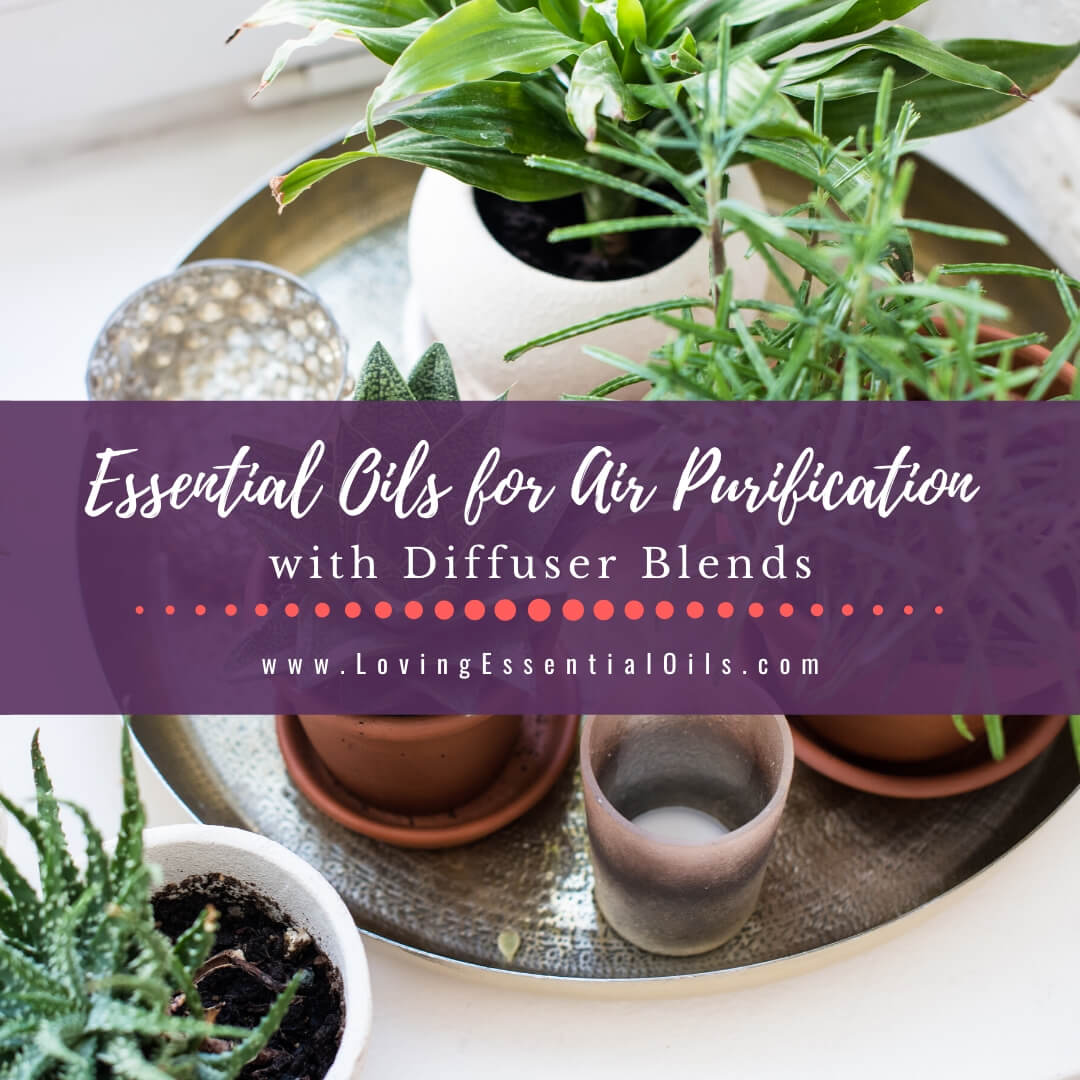 Essential Oils for Air Purification with Purifying Diffuser Blends by Loving Essential Oils