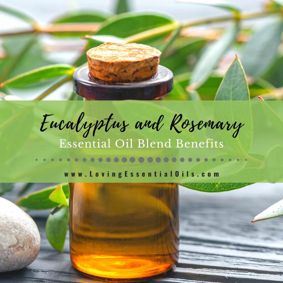 Eucalyptus and Rosemary Essential Oil Blend Benefits by Loving Essential Oils