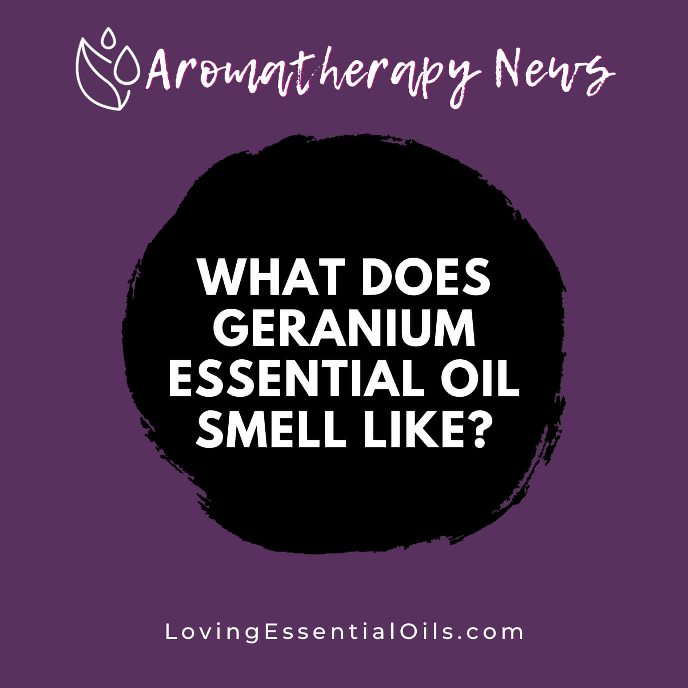 What Does Geranium Essential Oil Smell Like? With Emotional Benefits by Loving Essential Oils