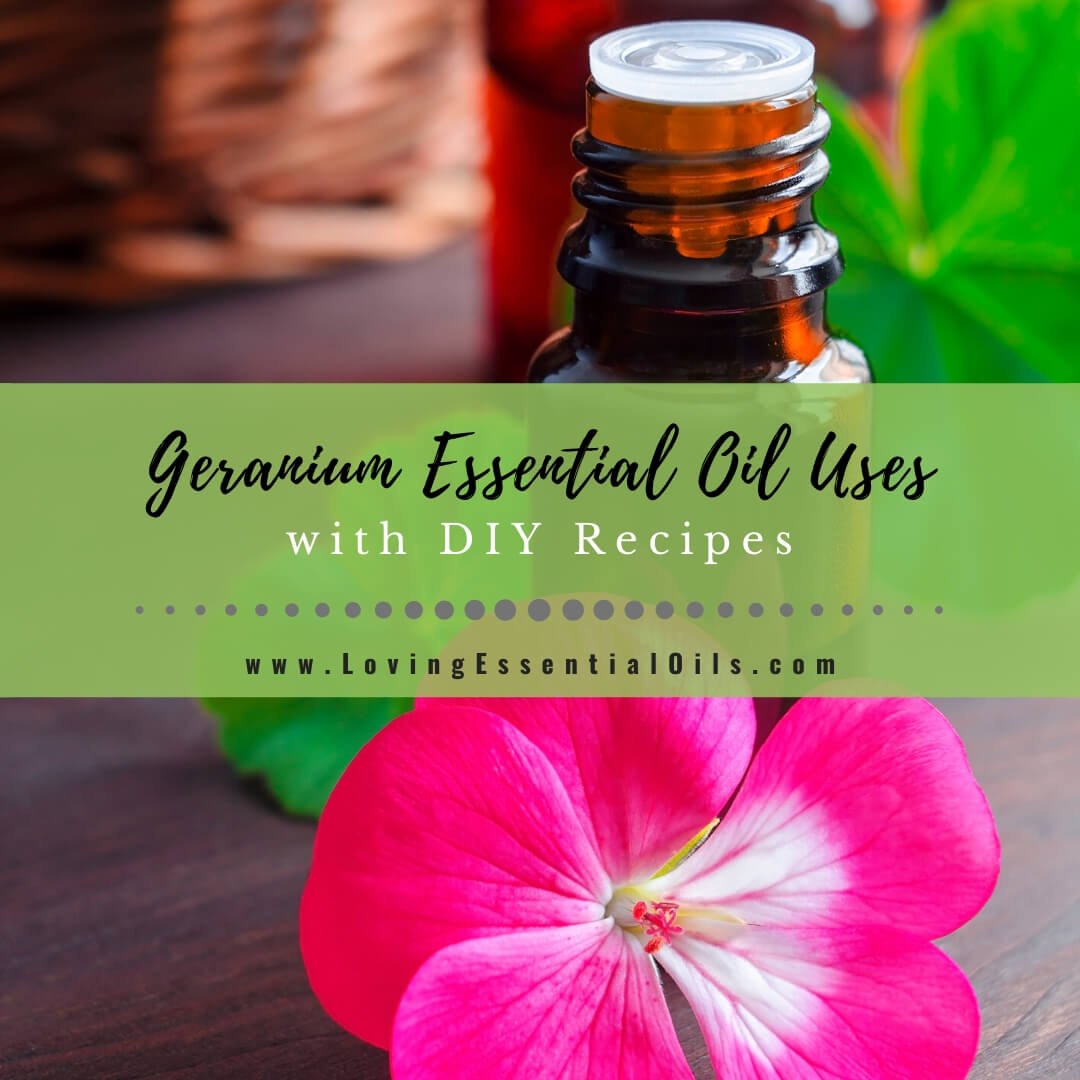 Geranium Essential Oil Recipes, Uses and Benefits - EO Spotlight by Loving Essential Oils
