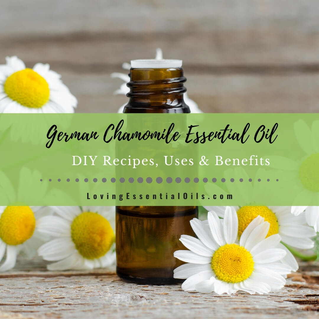 German Chamomile Essential Oil Recipes, Uses and Benefits Spotlight by Loving Essential Oils