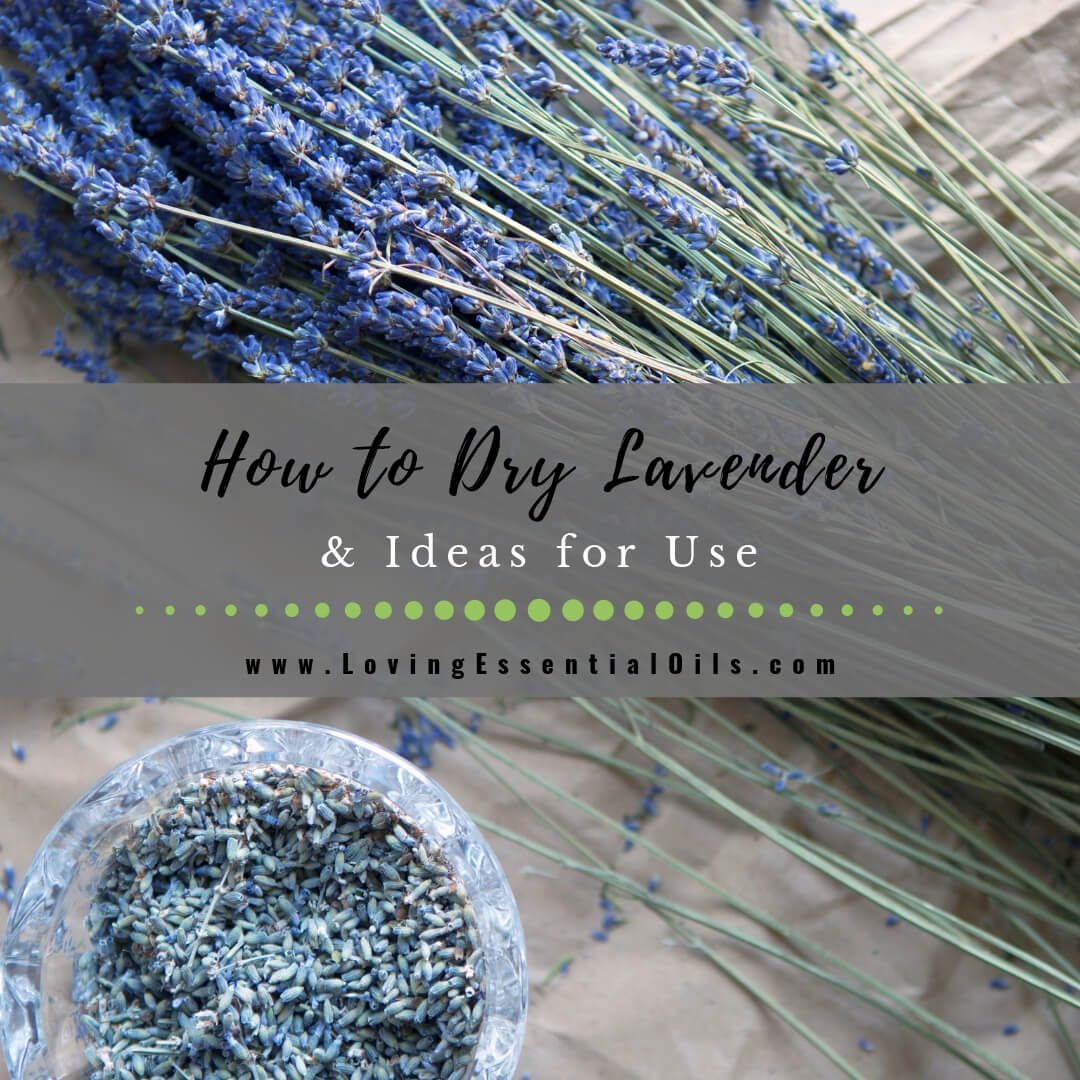 How to Dry Lavender and Ideas for Use by Loving Essential Oils