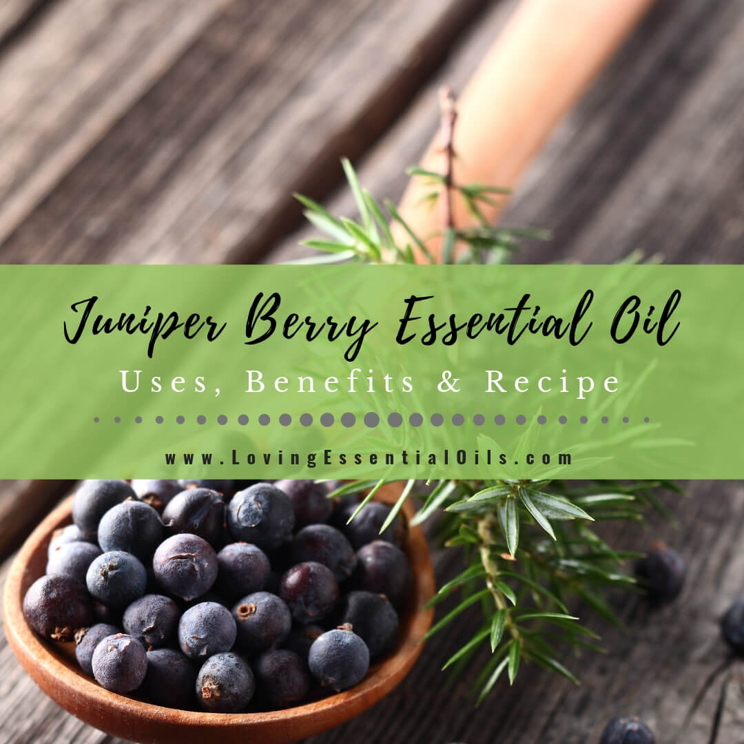 Juniper Berry Essential Oil Uses, Benefits and Recipes - EO Spotlight by Loving Essential Oils