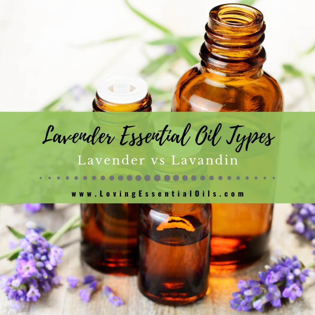 Lavender Essential Oil Types - Lavender vs Lavandin by Loving Essential Oils