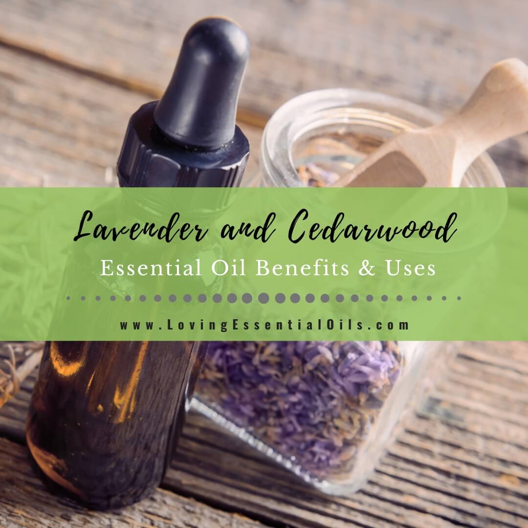 Lavender and Cedarwood Essential Oil Benefits and Uses by Loving Essential Oils
