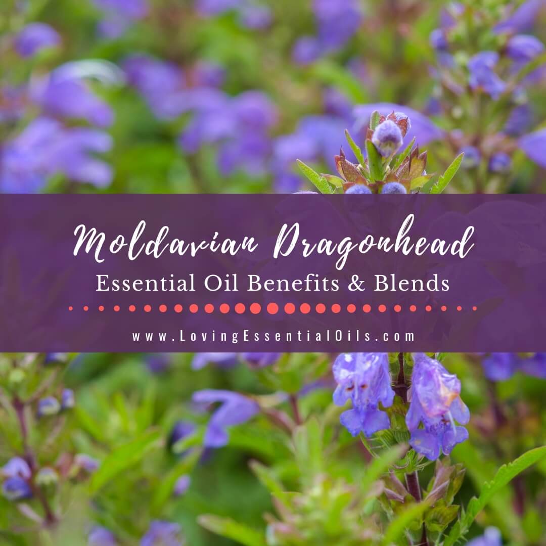 Moldavian Dragonhead Essential Oil Benefits and Blends by Loving Essential Oils