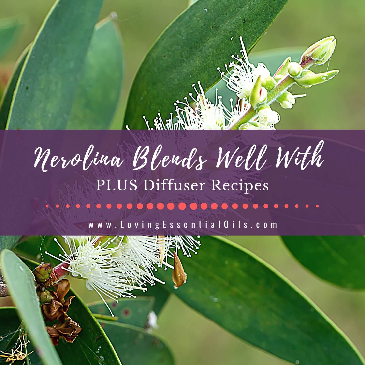Nerolina Essential Oil Blends Well With PLUS Diffuser Recipes by Loving Essential Oils