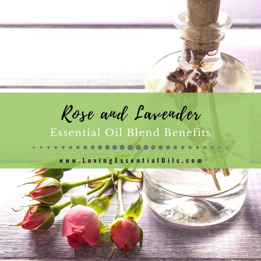 Rose and Lavender Essential Oil Blend Benefits & Recipes by Loving Essential Oils