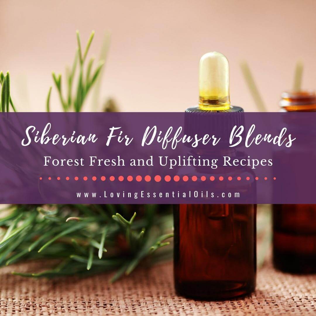 10 Siberian Fir Diffuser Blends with Essential Oil Diffusing Benefits by Loving Essential Oils