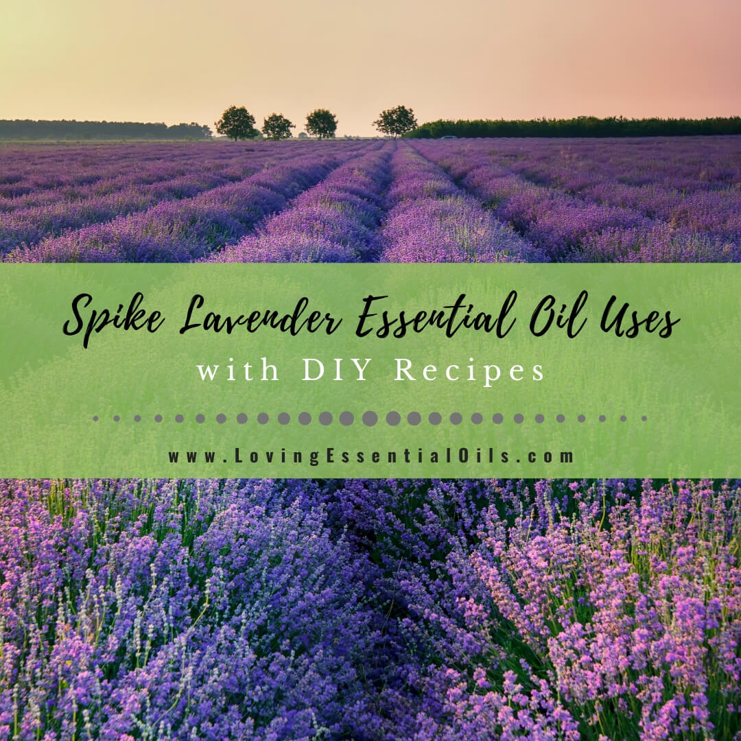 Spike Lavender Essential Oil Recipes, Uses and Benefits Spotlight