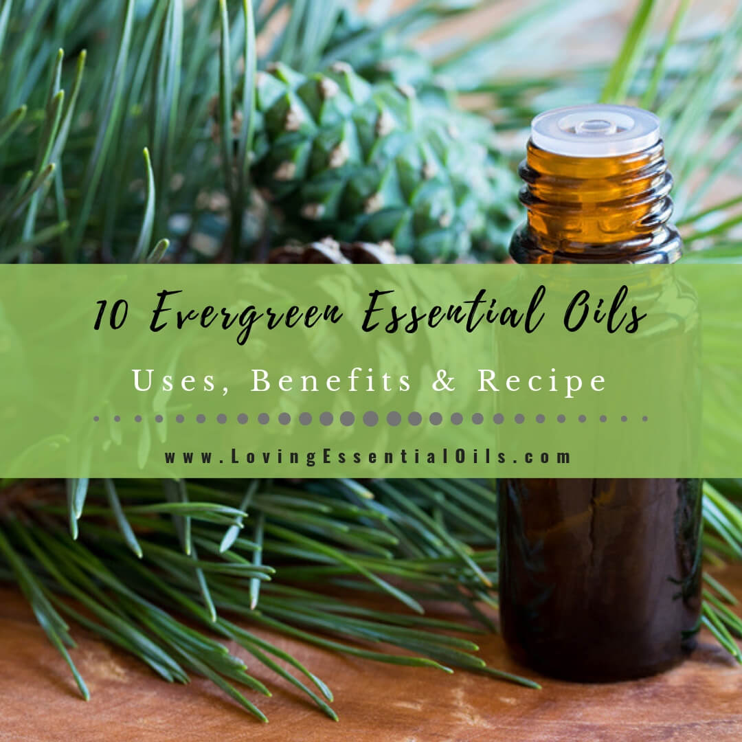 Top 10 Evergreen Essential Oils - Uses, Benefits & Diffuser Blends by Loving Essential Oils