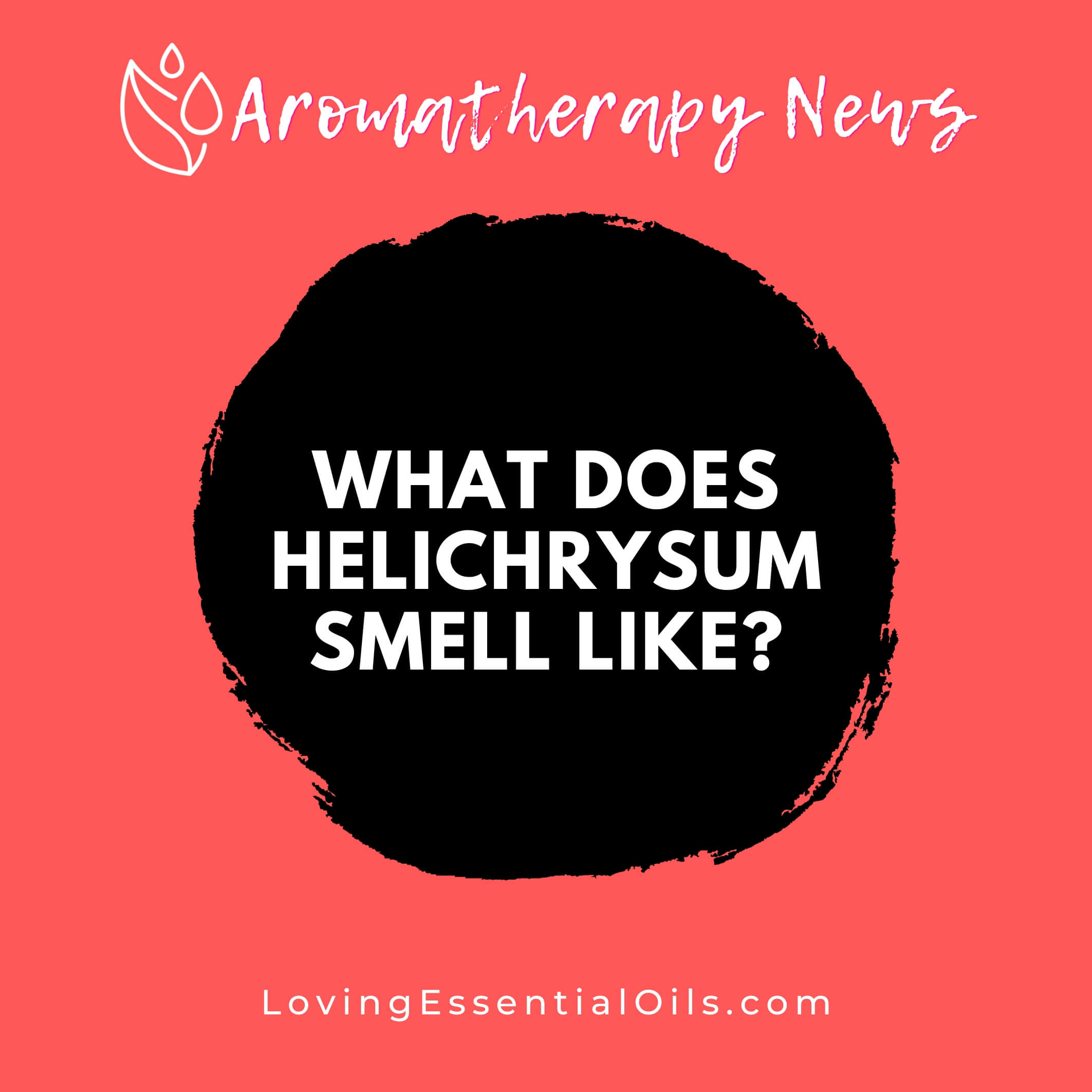 What Does Helichrysum Smell Like? Everlasting Scent by Loving Essential Oils