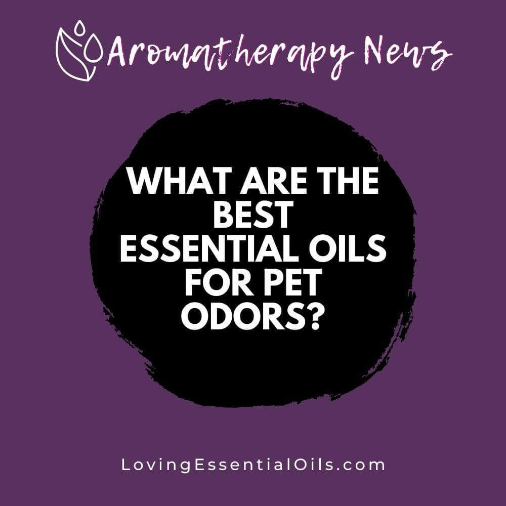 What are the Best Essential Oils for Pet Odors? by Loving Essential Oils