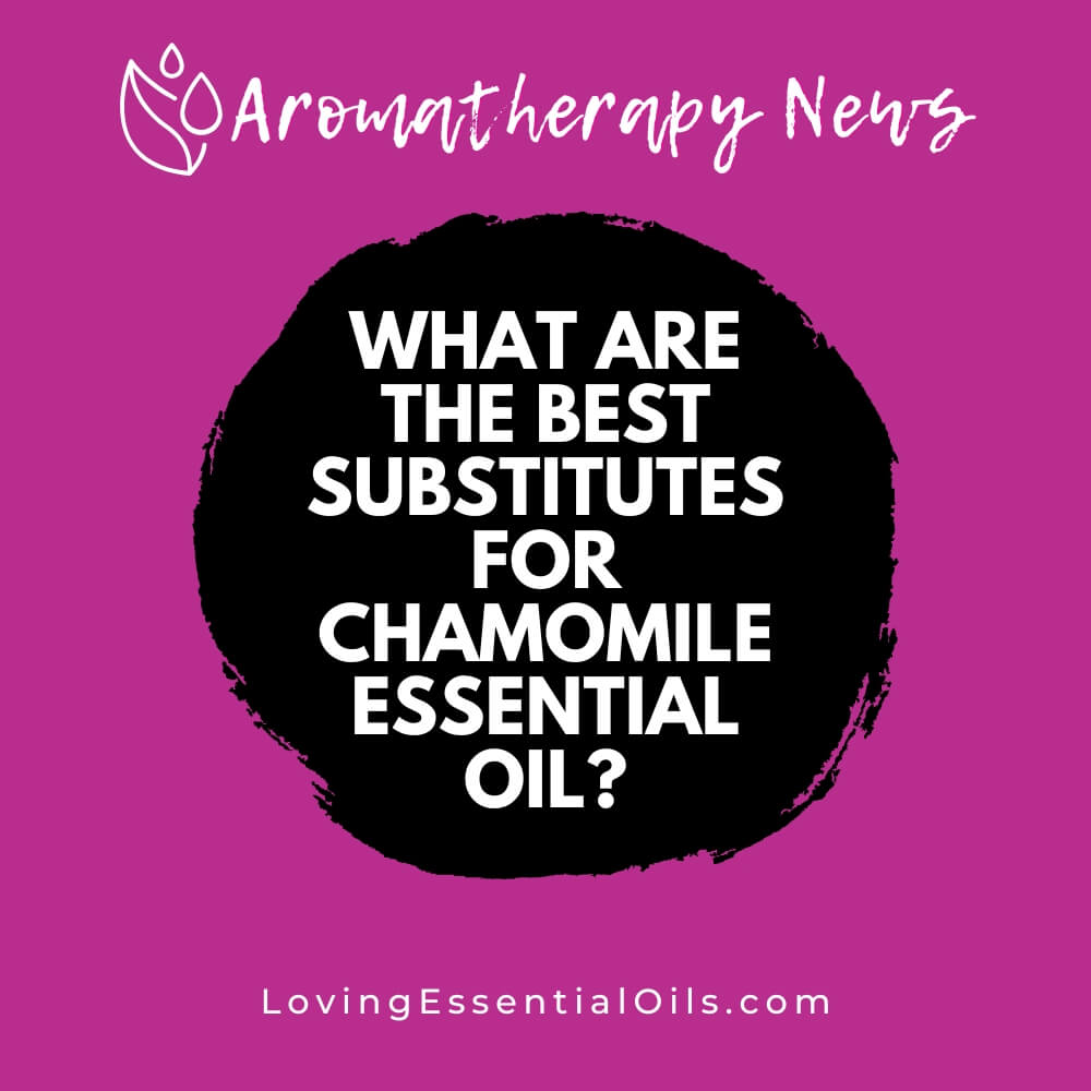 Substitutes For Chamomile Essential Oil - What are the Best? by Loving Essential Oils