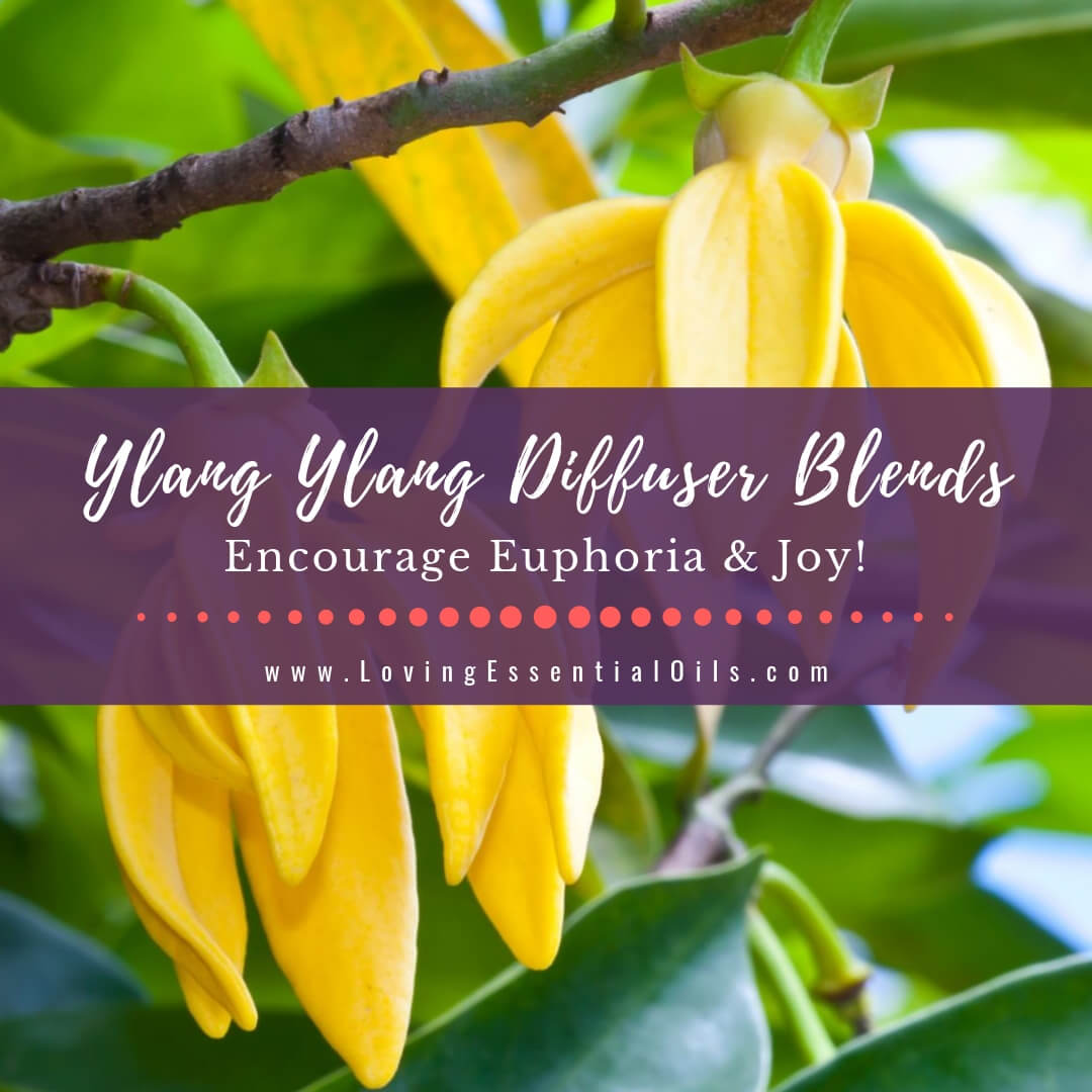 Ylang Ylang Diffuser Blends - 10 Joyful Essential Oil Recipes by Loving Essential Oils
